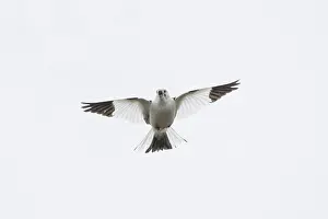 Bunting: Snow Bunting flight