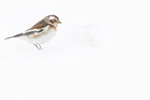 090320: Snow Bunting - looking for food under the snow -
