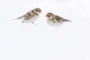 090320: Snow Bunting - looking for food under the snow -