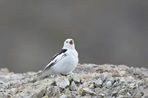 Bunting: Snow Bunting male