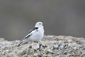 Bunting: Snow Bunting male