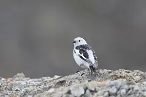 Bunting: Snow Bunting male