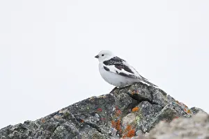 Bunting: Snow Bunting male