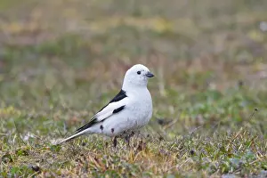 Bunting: Snow Bunting male