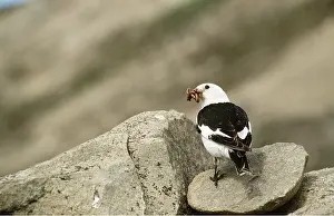 Bunting: SNOW BUNTING - male with food, on rock