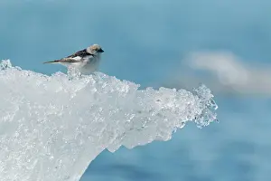 Plectrophenax: Snow Bunting - male on iceberg