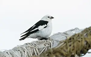 Bunting: SNOW BUNTING - male, on post with string