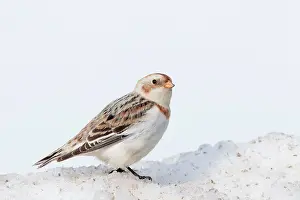 Plectrophenax: Snow Bunting - non breeding plumage