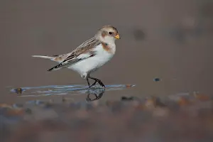 Norfolk: Snow bunting (Plectrophenax nivalis) adult bird