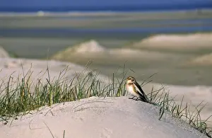 Stan: Snow Bunting (Plectrophenax nivalis) adult stan