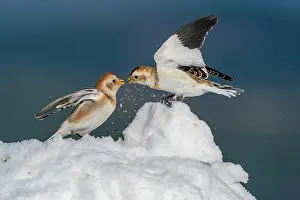 Confrontations: Snow bunting (Plectrophenax nivalis) fighting on