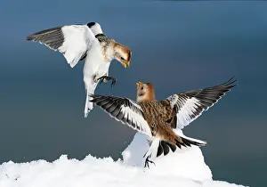 Confrontations: snow bunting (Plectrophenax nivalis) male and female