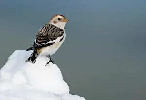 Emberizidae: Snow bunting (Plectrophenax nivalis) standing on