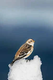 Emberizidae: Snow bunting (Plectrophenax nivalis) standing on