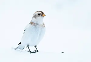 Emberizidae: Snow bunting (Plectrophenax nivalis) standing on