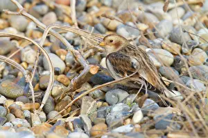 Plectrophenax: Snow Bunting - Single adult female in winter plumage