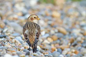 Plectrophenax: Snow Bunting - Single adult female in winter plumage