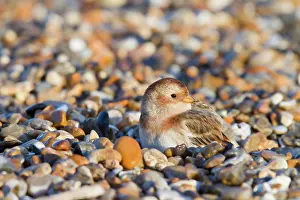 Plectrophenax: Snow Bunting - Single adult female in winter plumage