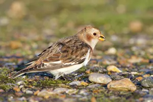 David Kilbey: Snow Bunting - Single adult female in winter plumage