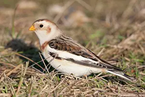 David Kilbey: Snow Bunting - Single adult male foraging for seed in grass