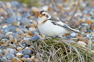 Plectrophenax: Snow Bunting - Single adult male perching on a