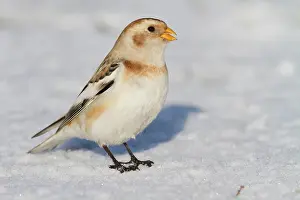 Plectrophenax: Snow Bunting - Single adult male perching on snow
