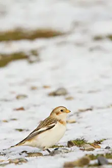 Plectrophenax: Snow Bunting - Single adult male perching on snow