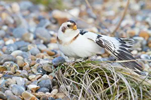 Plectrophenax: Snow Bunting - Single adult male stretching