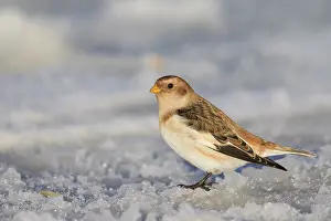 Plectrophenax: Snow Bunting Snow Bunting adult in snow Iceland