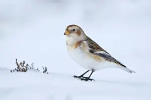 Plectrophenax: Snow Bunting - standing on snow looking for seeds