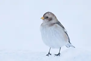 Bunting: Snow Bunting winter