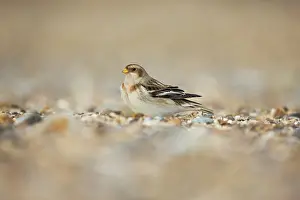 Shingle: Snow Bunting winter migration Suffolk, UK