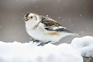 Plectrophenax: Snow Bunting - Winter - Scotland - UK