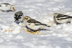 Plectrophenax: Snow Buntings
