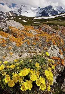 Potentilla: Snow Cinquefoil, - growing abundantly at high altitude