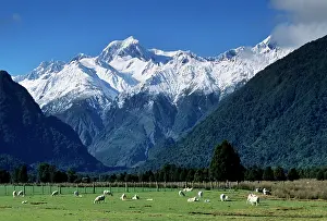 Rises: Snow-clad Mount Tasman rises above green