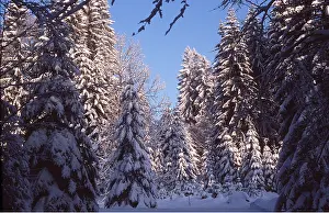 Conifers: SNOW - ON CONIFERS