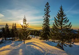 Spruces: Snow-covered alp at sunrise with Spruces trees (Picea)