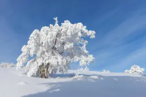 Breisgau: Snow covered beech tree, Winbuche, in winter, Schauinsland