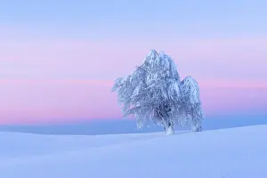 Breisgau: Snow covered beech tree, Winbuche, at dawn, Winter