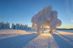 Breisgau: Snow covered beech tree, Winbuche, at Sunrise in