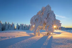 Breisgau: Snow covered beech tree, Winbuche, at Sunrise in
