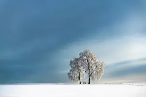 Birches: Snow-covered Birches (Betula) in winter landscape