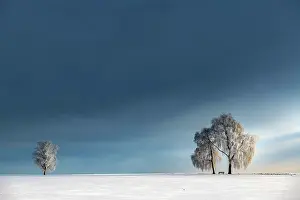 Birches: Snow-covered Birches (Betula) in winter landscape