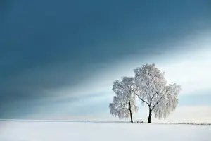 Birches: Snow-covered Birches (Betula) in winter landscape