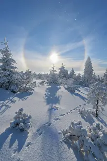 Sign: Snow covered coniferous trees with halo and sun