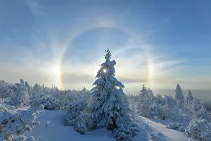 Sign: Snow covered coniferous trees with halo and sun