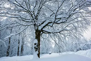 Croatia: Snow-covered deciduous tree, Plitvice Lakes National