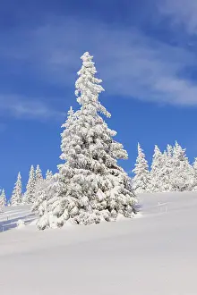 Feldberg: Snow-covered fir trees, Feldberg area, Black Forest