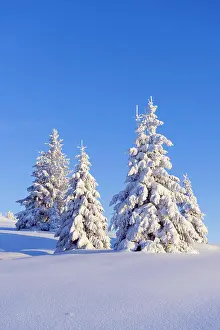 Feldberg: Snow-covered fir trees, Feldberg area, Black Forest